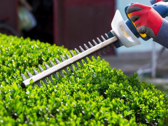 best hedge trimming company middleboro ma