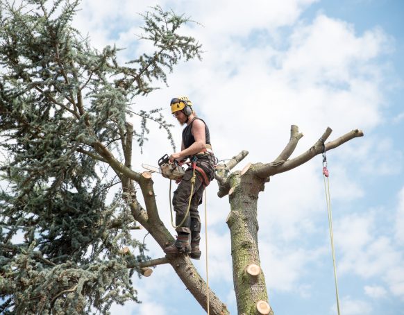 company for Tree removal middleboro ma
